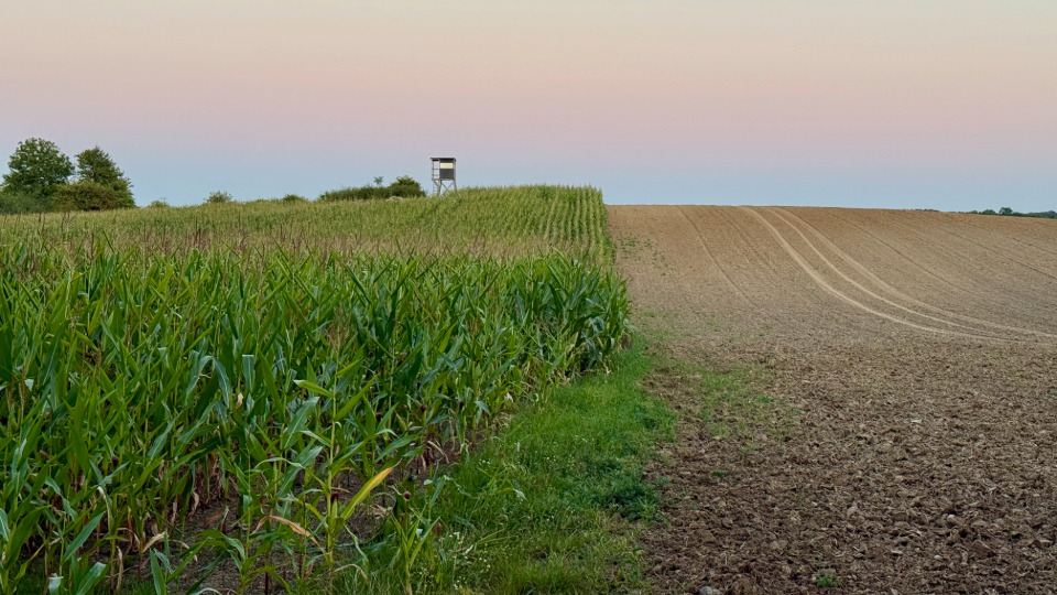 Abendstimmung auf dem Feld
